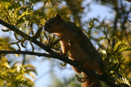 squirrel