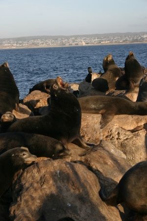 sea lions