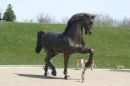 davinci horse