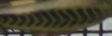 what is it?