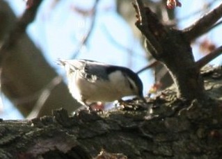 white breasted nuthach
